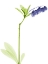 Picture of ROWDY LILY OF THE VALLY BUSH H07