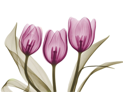 Picture of VIBRANT GROUPED TULIPS