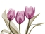 Picture of VIBRANT GROUPED TULIPS
