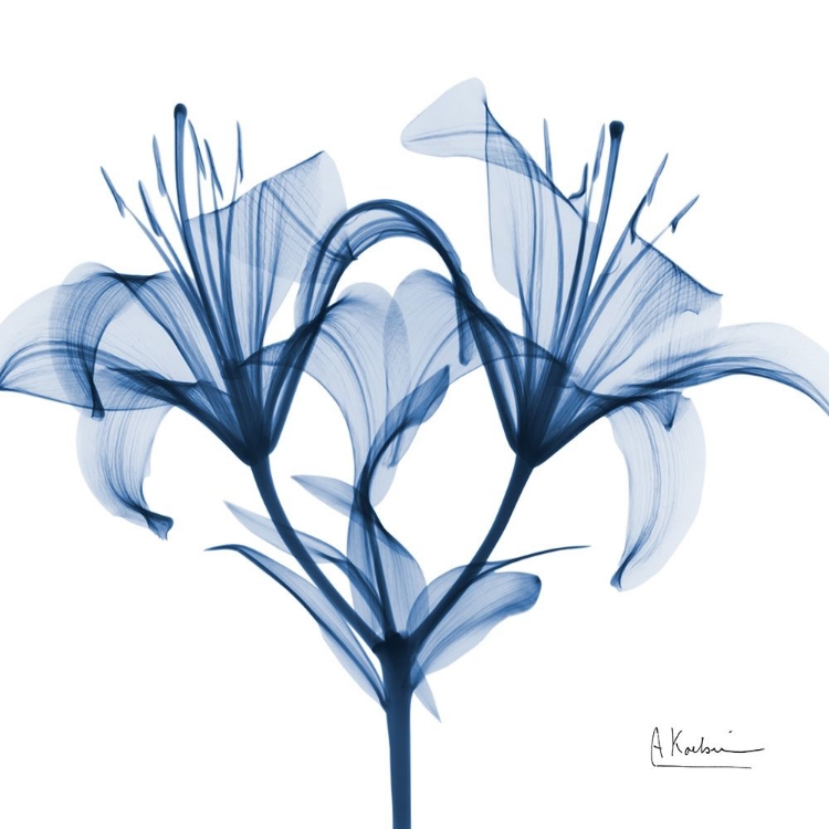 Picture of INDIGO LILY