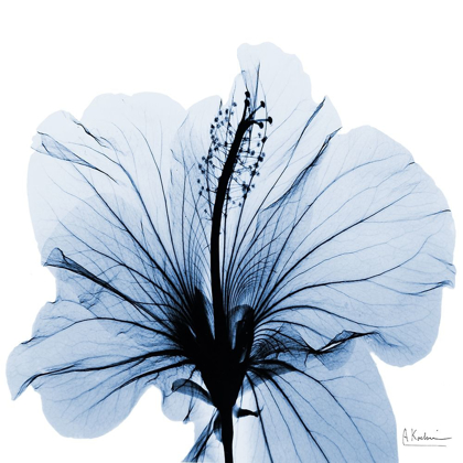 Picture of INDIGO HIBISCUS