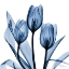 Picture of INDIGO TULIPS