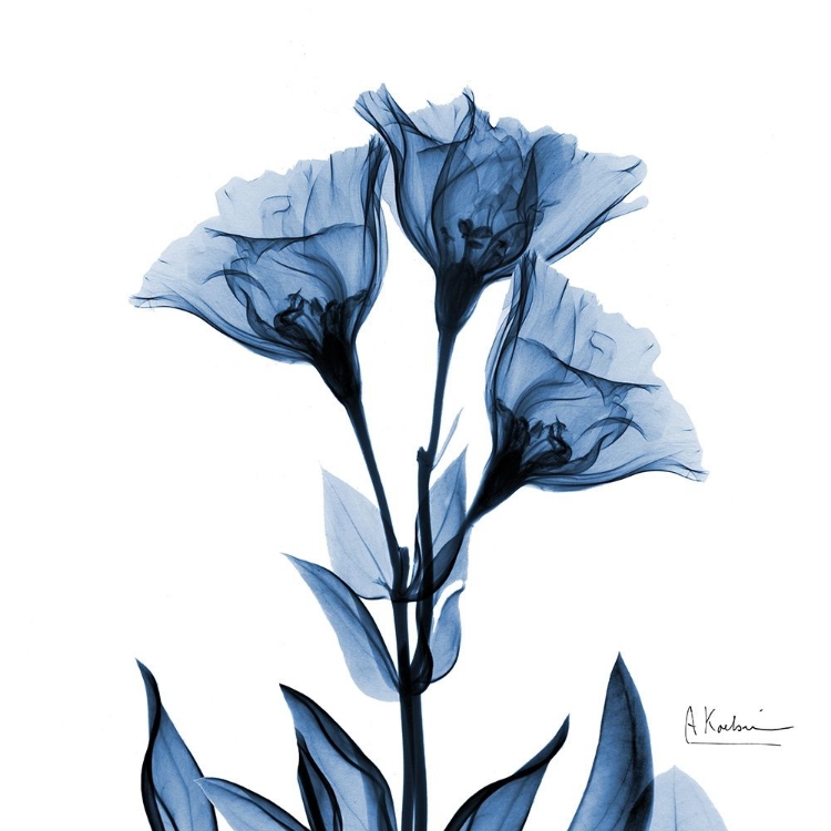 Picture of INDIGO GENTIAN