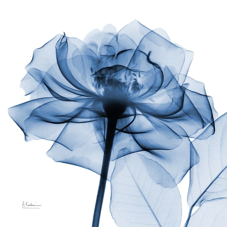 Picture of INDIGO ROSE