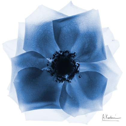 Picture of INDIGO ROSE PETALS 2