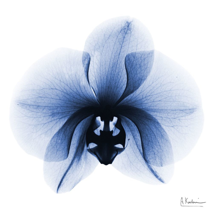 Picture of INDIGO INFUSED ORCHID 1