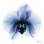 Picture of INDIGO INFUSED ORCHID 1