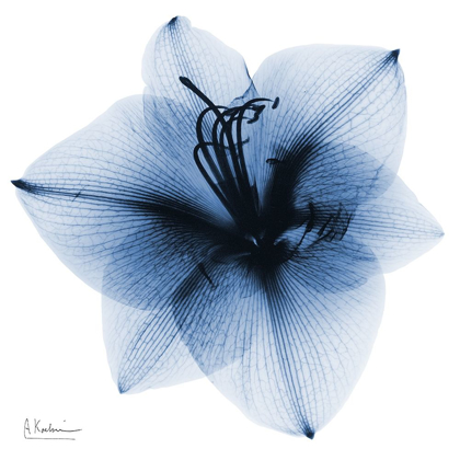 Picture of INDIGO AMARYLLIS 1