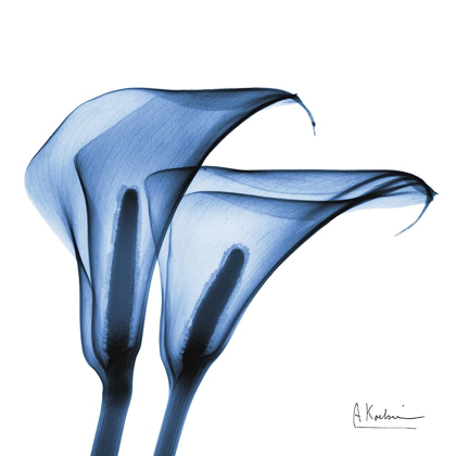 Picture of INDIGO INFUSED CALLA LILIES