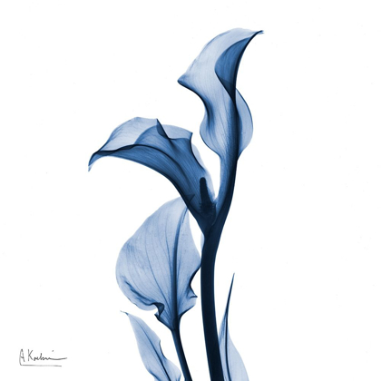 Picture of INDIGO COVERED CALLA LILY