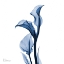 Picture of INDIGO COVERED CALLA LILY