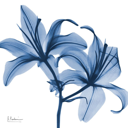 Picture of INDIGO INFUSED LILY