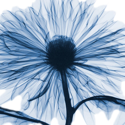 Picture of INDIGO CHRYSANTHEMUM