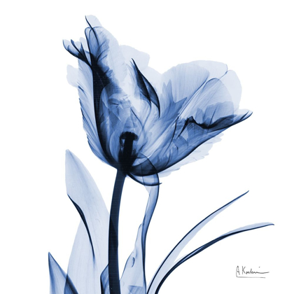 Picture of INDIGO SOFTENED TULIP