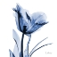 Picture of INDIGO SOFTENED TULIP