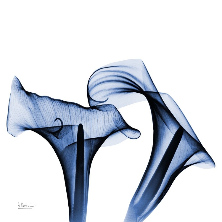 Picture of TWIN INDIGO CALLA LILIES