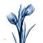 Picture of INDIGO LOVED TULIPS