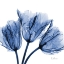 Picture of INDIGO STUNNING TULIPS