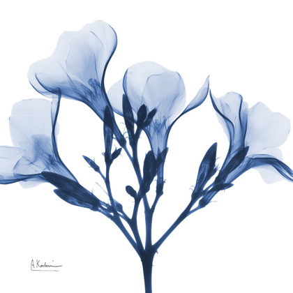 Picture of INDIGO OLEANDER