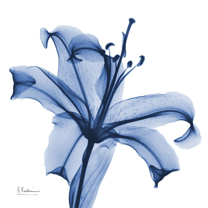 Picture of GLORIOUS INDIGO LILY