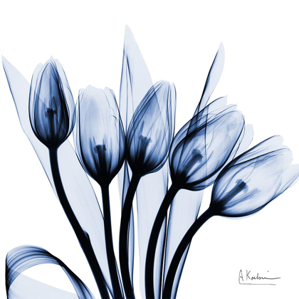 Picture of MARVELOUS INDIGO TULIPS