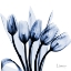 Picture of MARVELOUS INDIGO TULIPS