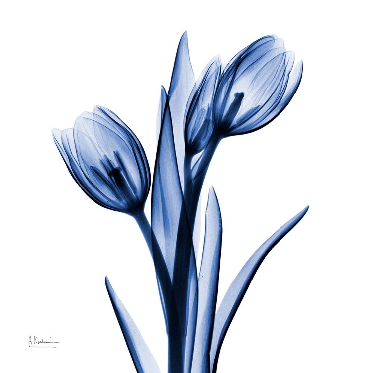 Picture of ENCHANTED INDIGO TULIPS