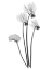 Picture of CYCLAMEN