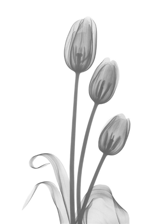 Picture of TULIP