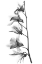 Picture of ORCHID