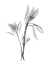 Picture of LEUCADENDRON