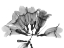 Picture of GARLIC VINE