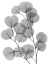 Picture of EUCALYPTUS BUNCH