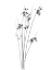 Picture of SKY REACHERS