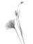 Picture of GENTIAN