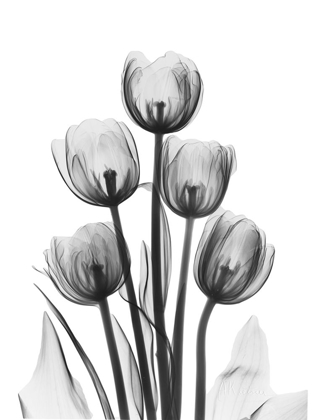 Picture of TULIPS