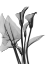 Picture of CALLA LILLY TRIO
