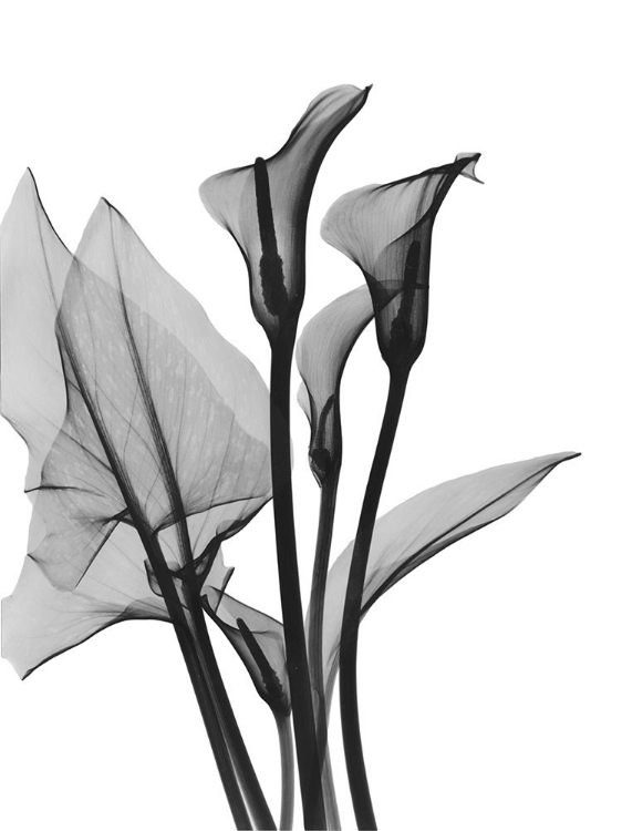 Picture of CALLA LILLY TRIO