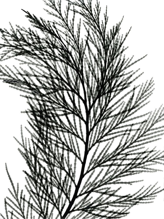 Picture of INCENSE CEDAR