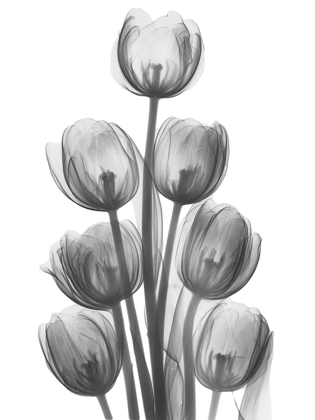 Picture of TULIPS H26