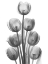 Picture of TULIPS H26