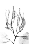 Picture of REACHING BRANCHES