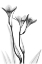 Picture of EMBRACING TULIPS
