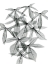 Picture of ARALIA