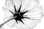 Picture of ANEMONE