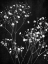 Picture of DELICATE 1