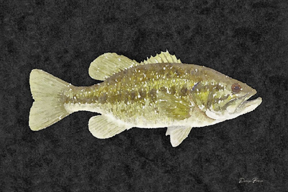 Picture of BASS