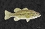Picture of BASS