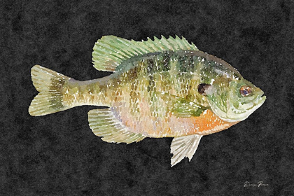Picture of BLUE GILL