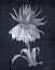Picture of MIGHTY GROWTH 2